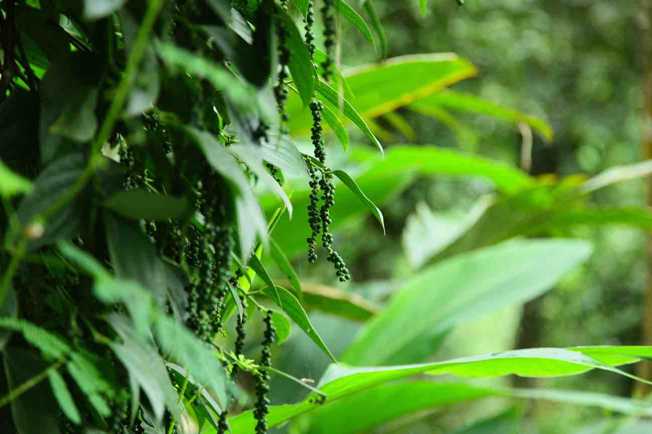 Spice Garden Periyar